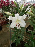 [5138 Paposo VH No01.JPG]